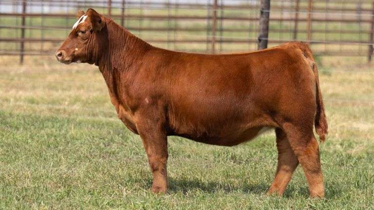 TAG 5 HEIFER