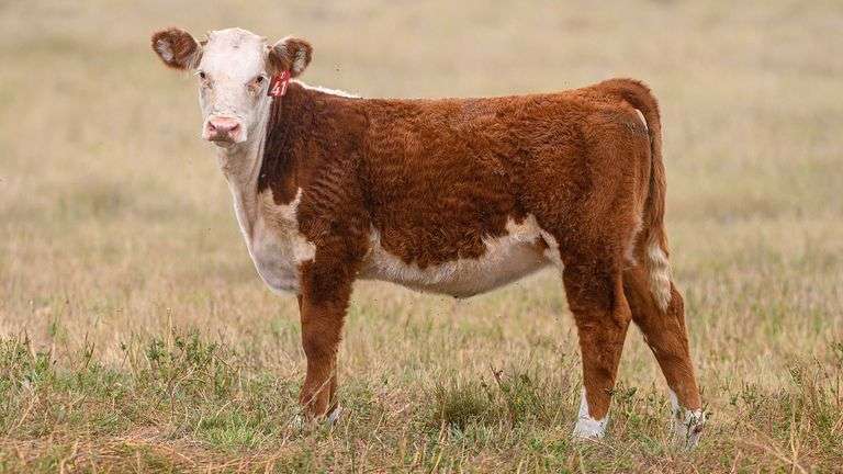 LOT 41 HEIFER