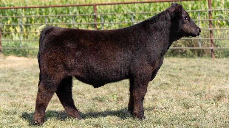 TAG 39 STEER