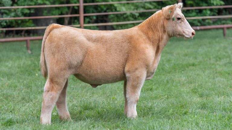 TAG 1838 STEER