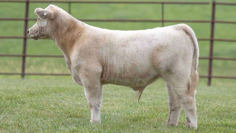 TAG 22 STEER
