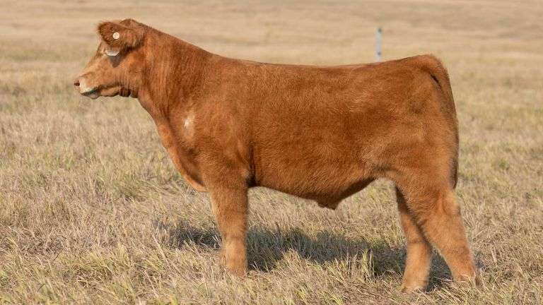 TAG 59 STEER
