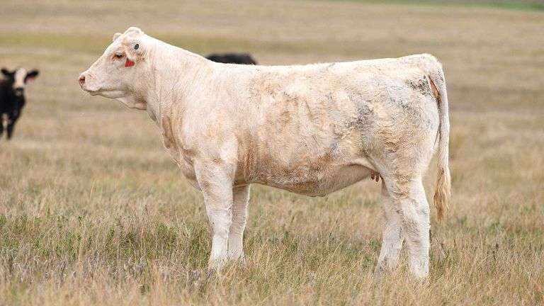 LOT 2 HEIFER