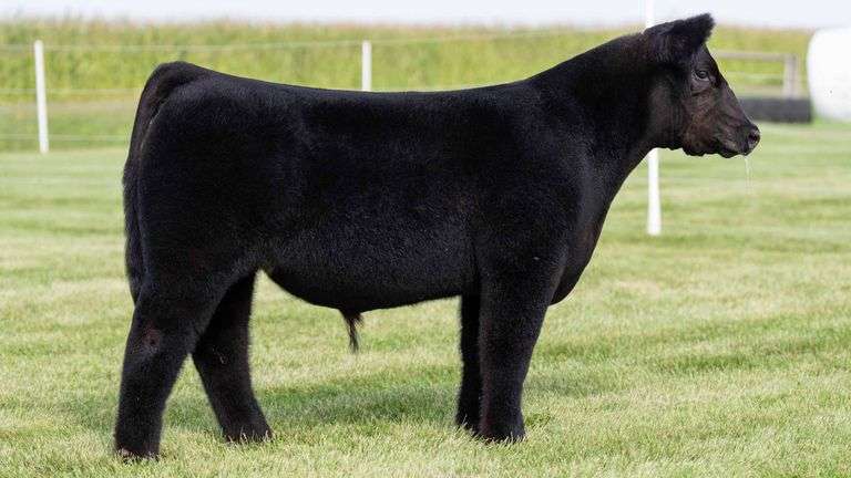 TAG 3 STEER