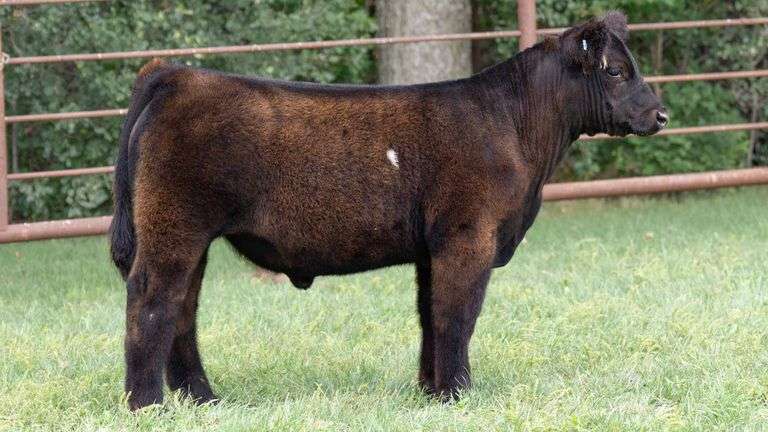 TAG 1726 STEER
