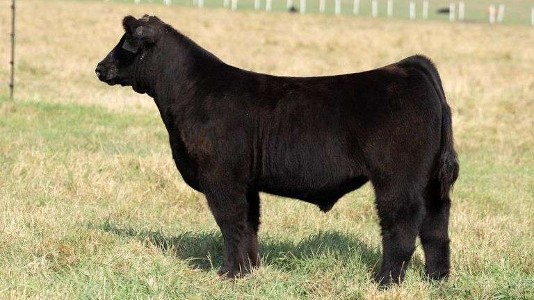 TAG 6 STEER