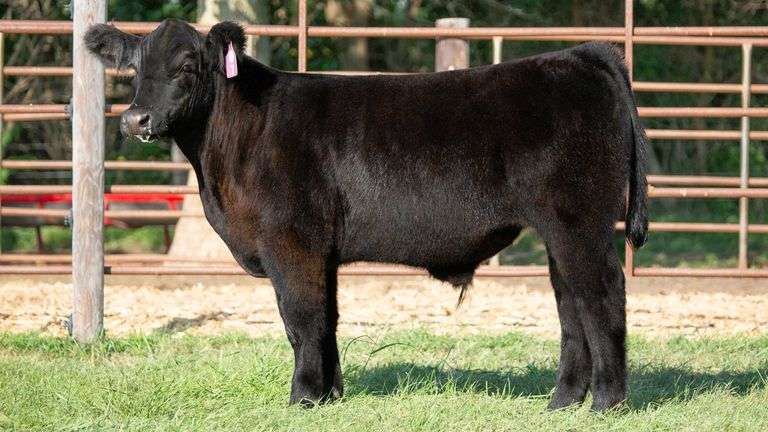 TAG 7 STEER