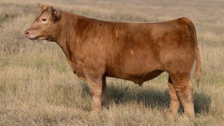 TAG 65 STEER