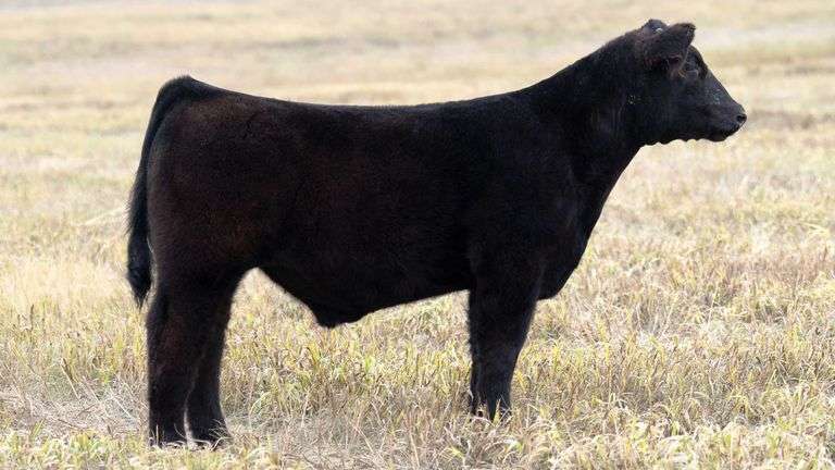 TAG 62 STEER