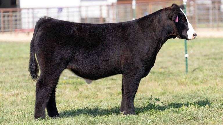 TAG 10 STEER