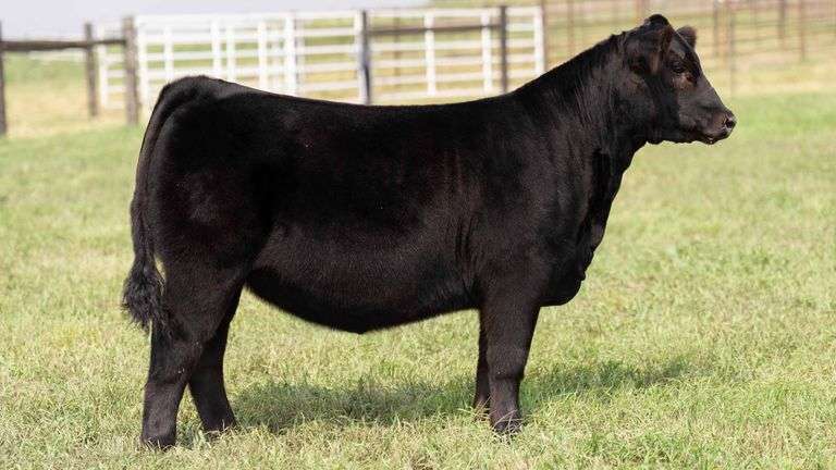 TAG 11 HEIFER