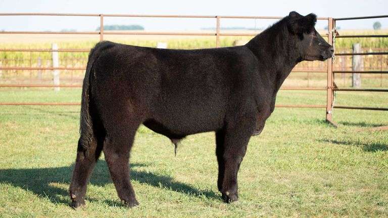 TAG 6 STEER
