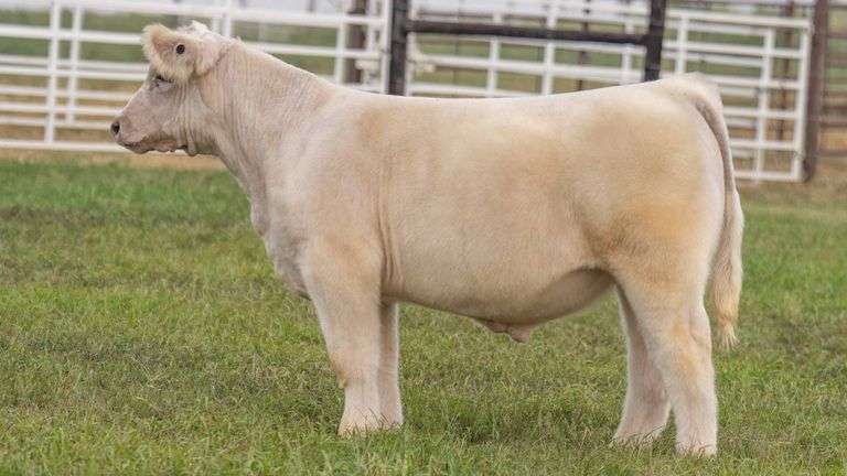 TAG 13 STEER