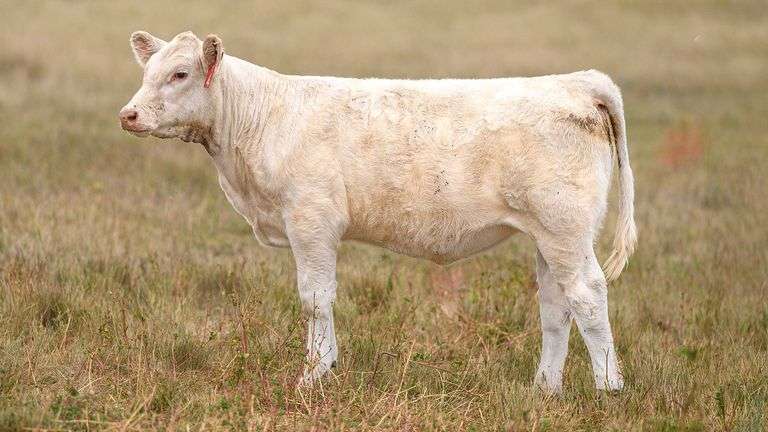 LOT 4 HEIFER