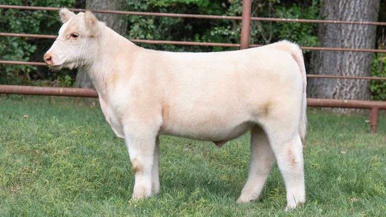 TAG 1724 STEER