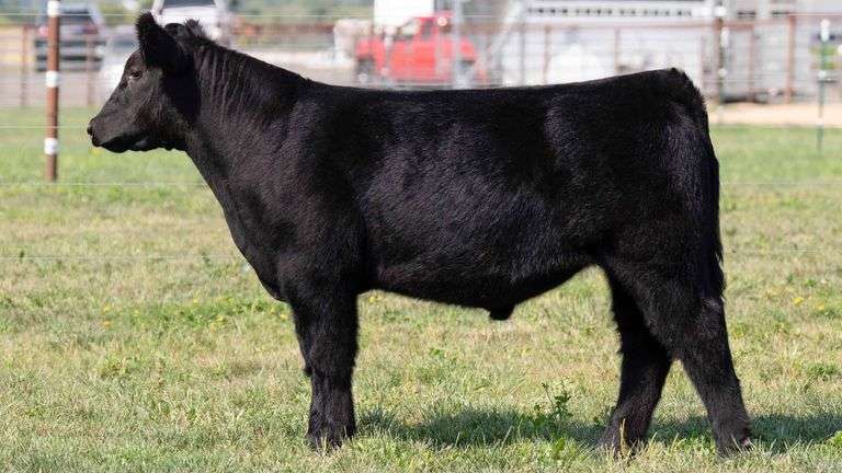 TAG 6 STEER