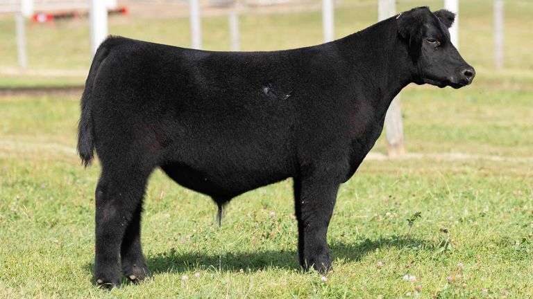 TAG 30 STEER