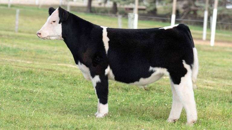 TAG 3 STEER