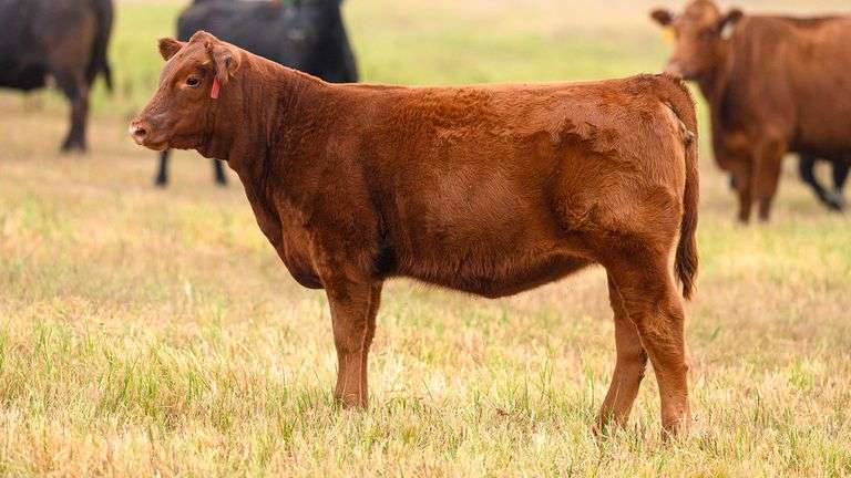 LOT 32 HEIFER