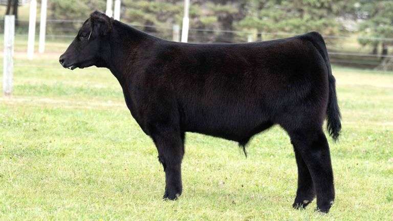 TAG 7 STEER