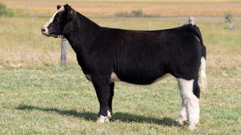 TAG 370 HEIFER
