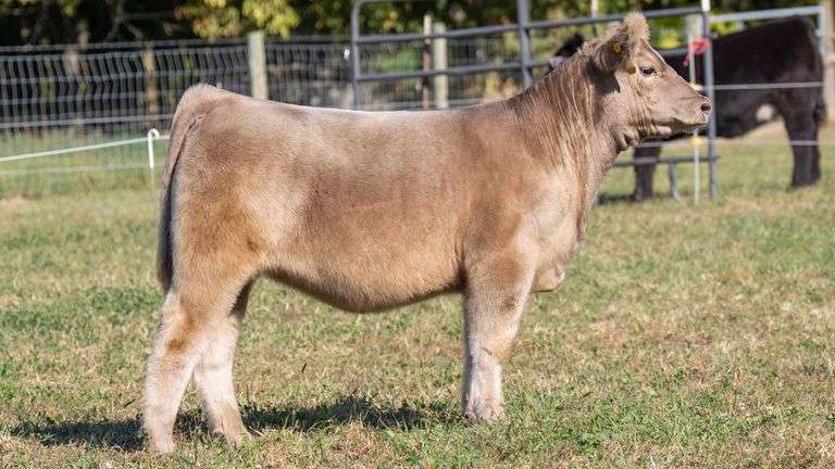 TAG 6 HEIFER