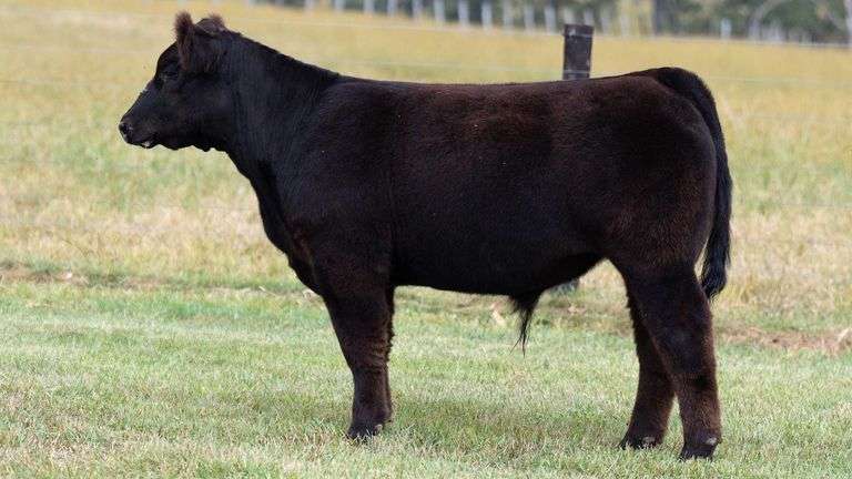TAG 182 STEER