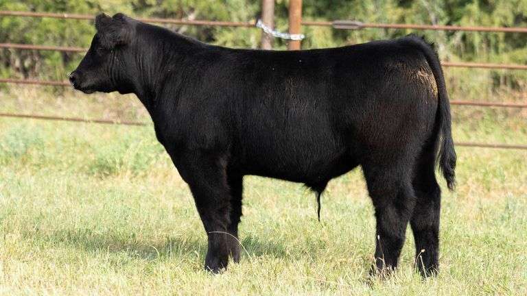 TAG B43 STEER