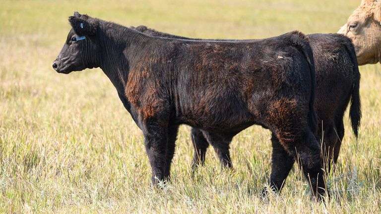TAG 82 STEER