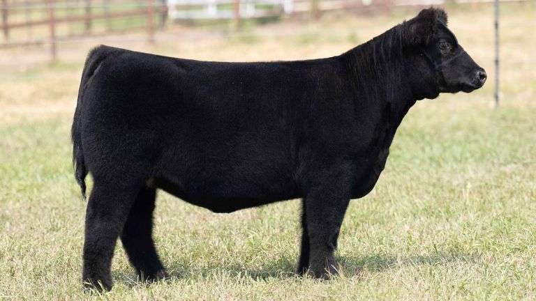 TAG 12 HEIFER