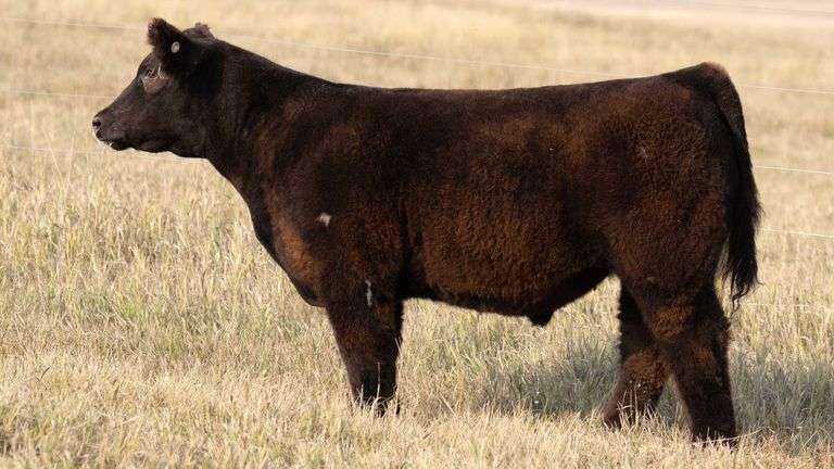 TAG 57 STEER