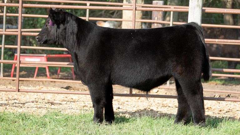 TAG 3 STEER