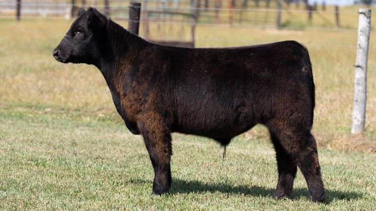 TAG 847 STEER