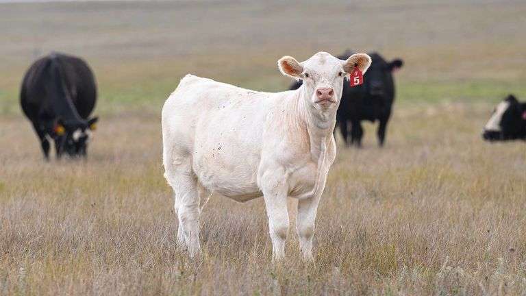 LOT 5 HEIFER