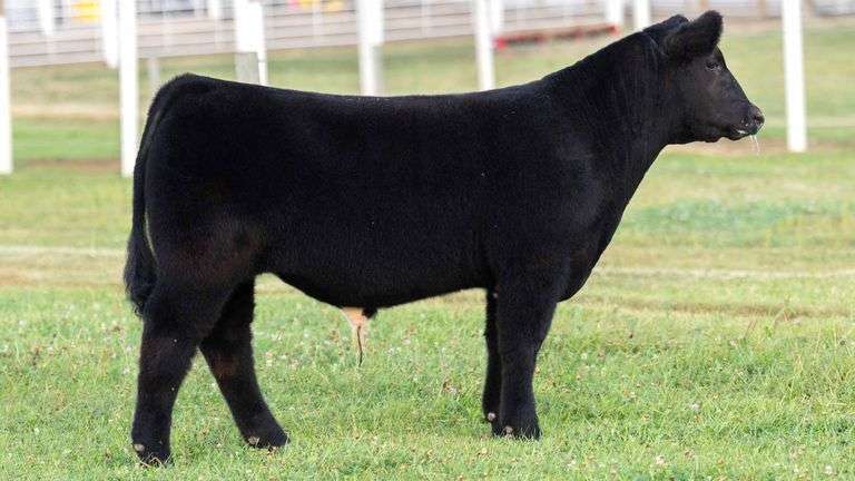 TAG 6 STEER