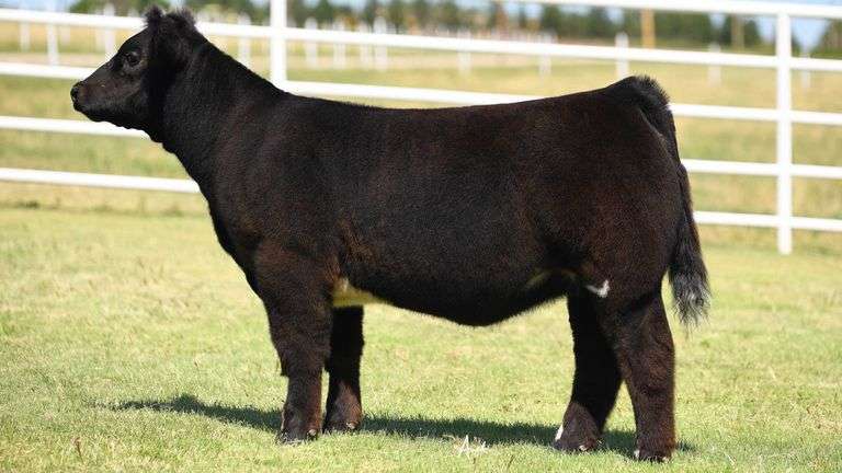 TAG NO TAG HEIFER - SteerBidder