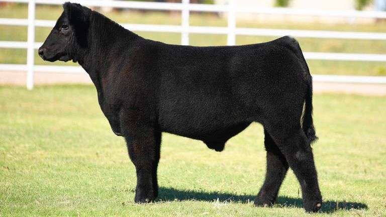 TAG 301 STEER