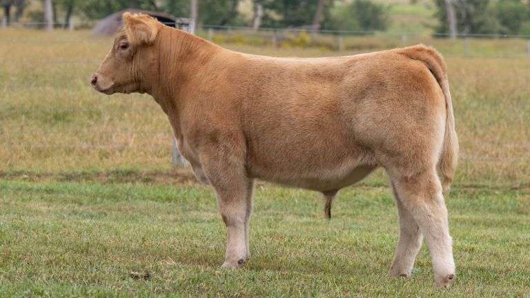 TAG 915 STEER