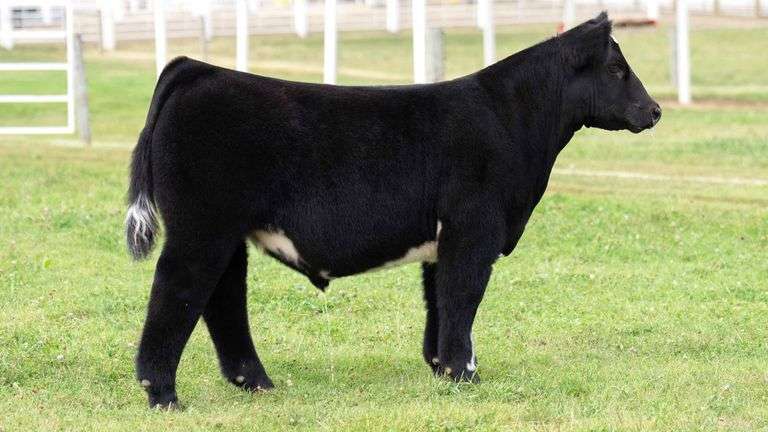 TAG 1 STEER