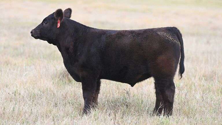 LOT 56  STEER
