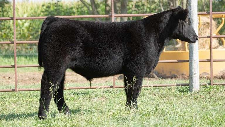 TAG 1 STEER