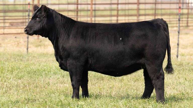 TAG 4 HEIFER