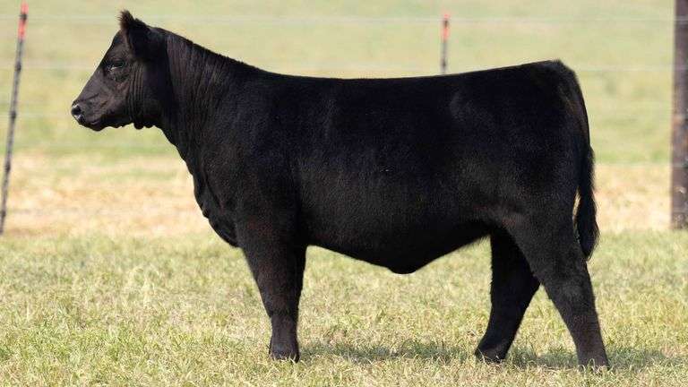 TAG 8 HEIFER