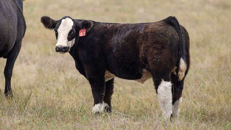 LOT 61  STEER