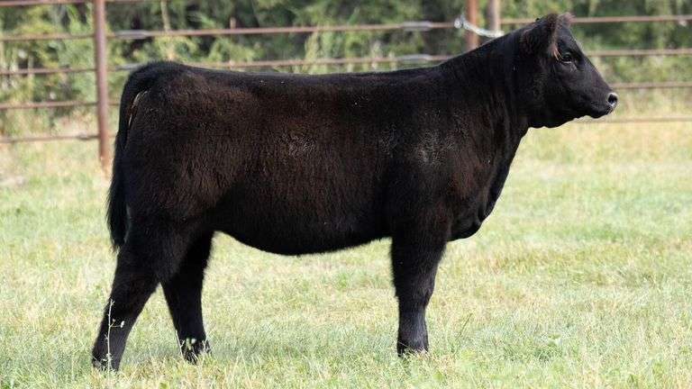 TAG B19 HEIFER