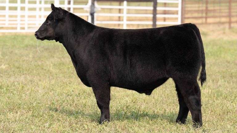 TAG 21 STEER