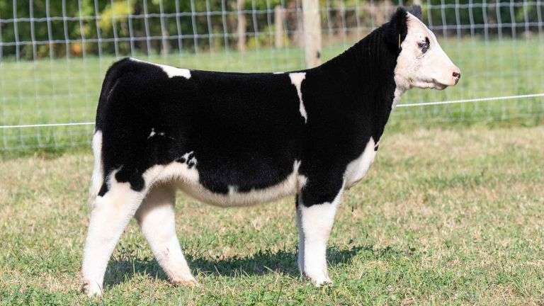 TAG 54 HEIFER