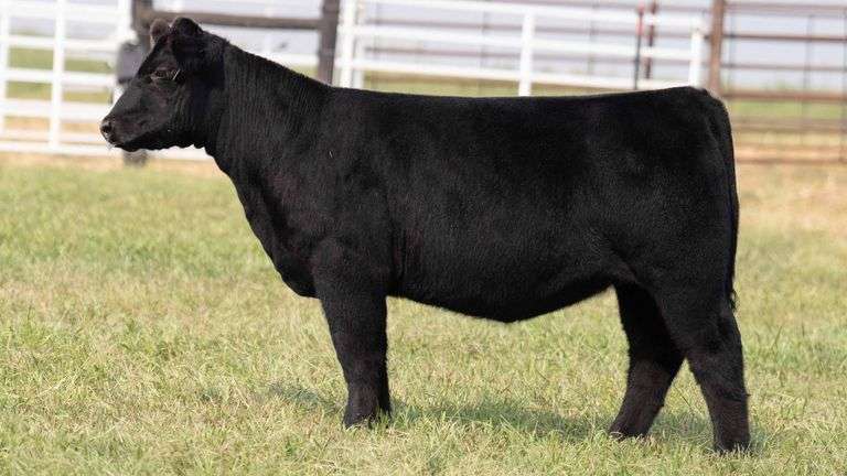 TAG 7 HEIFER
