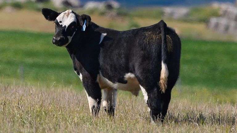 TAG 53 STEER