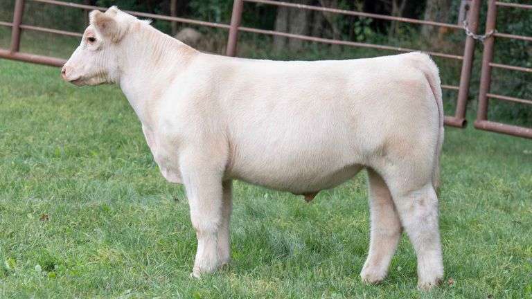 TAG 529 STEER